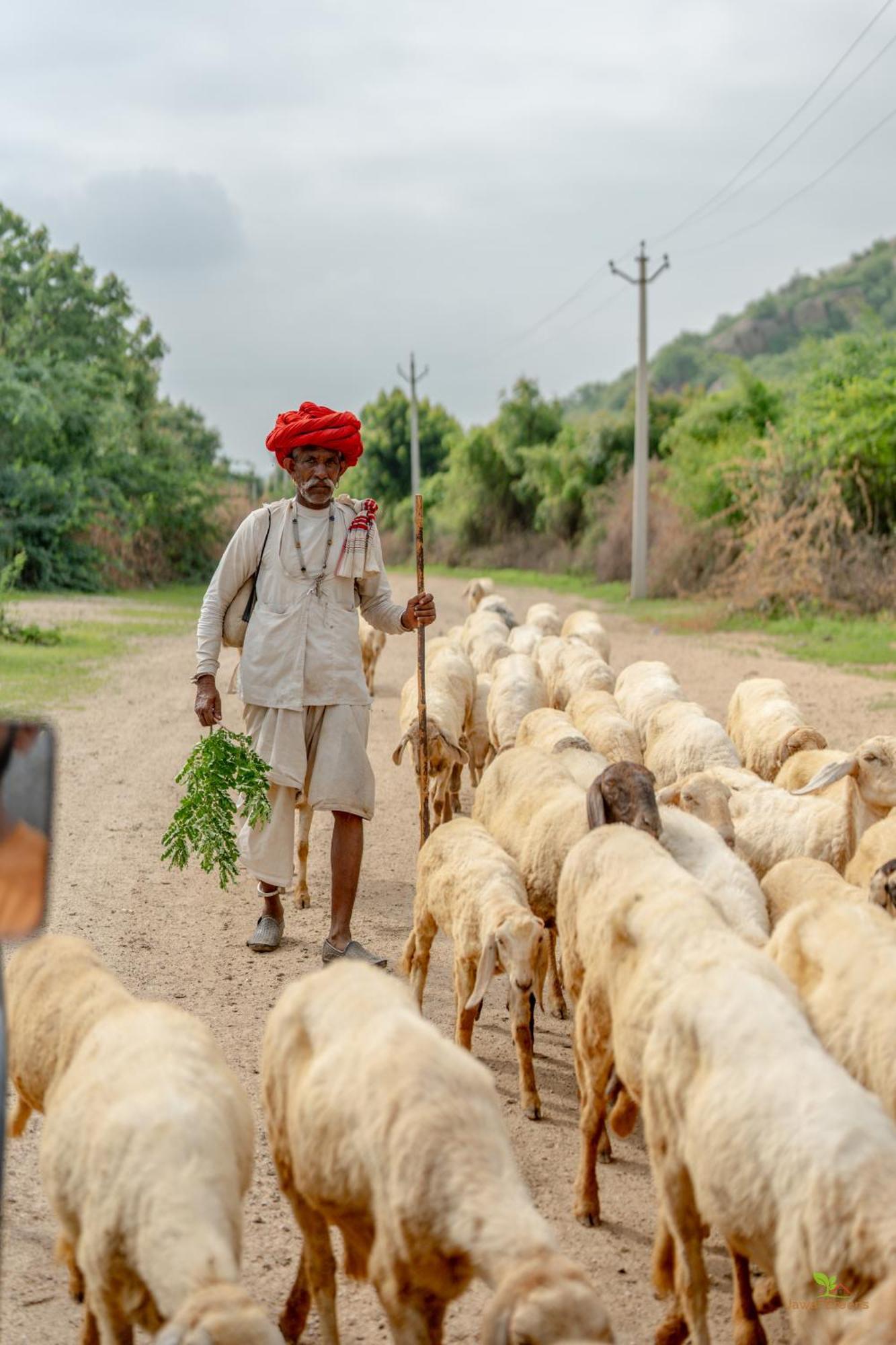 Jawai Greens Jawai Bandh Bagian luar foto